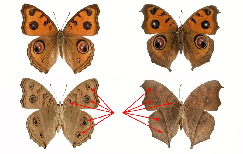 眼蛺蝶的季節雙表型性，濕季個體(左)的翅色鮮明，斑紋清楚，乾季個體(右)則否(比較紅箭頭處)(科博館檔案)。