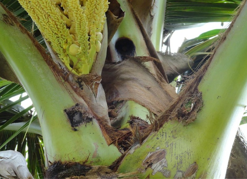 犀角金龜成蟲鑽孔蛀食椰子嫩芽(Flickr CC)