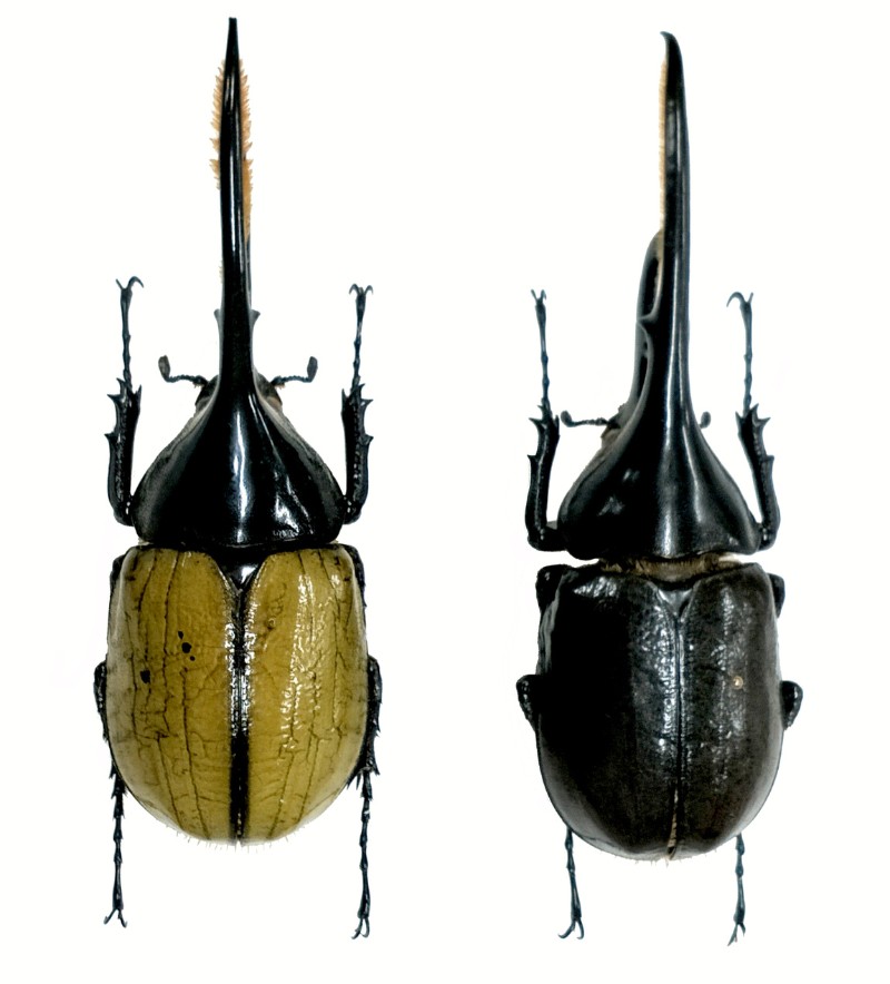長戟大兜的卡其綠色翅鞘(左)遇到高濕會轉黑(右)，乾燥後又恢復原色(示意圖)。
