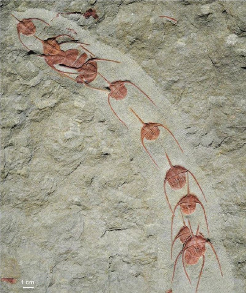 摩洛哥下奧陶統費札瓦塔頁岩中排成一列的頭帶蟲（Ampyx priscus） （資料來源│Jean Vannier, Laboratoire de Geologie de Lyon）