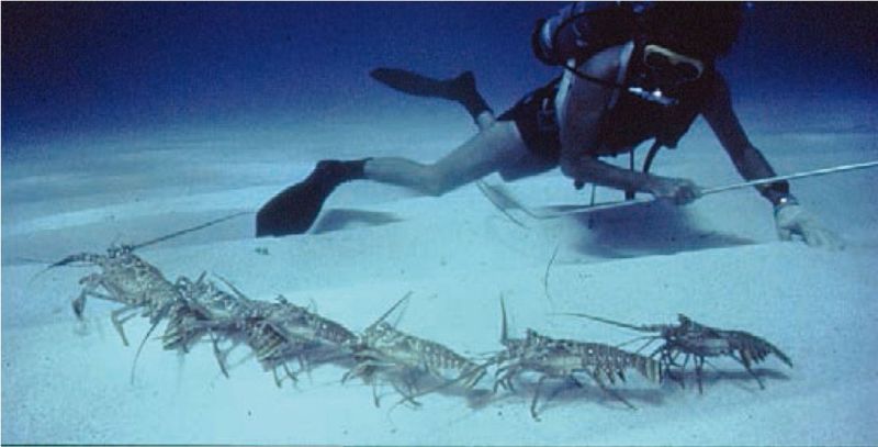 在巴哈馬比米尼附近，在深秋的暴風雨天氣之後，一群遷徙的刺龍蝦在日光下穿過一片無遮蔽的沙質海底。 （資料來源│Herrnkind, 2013）