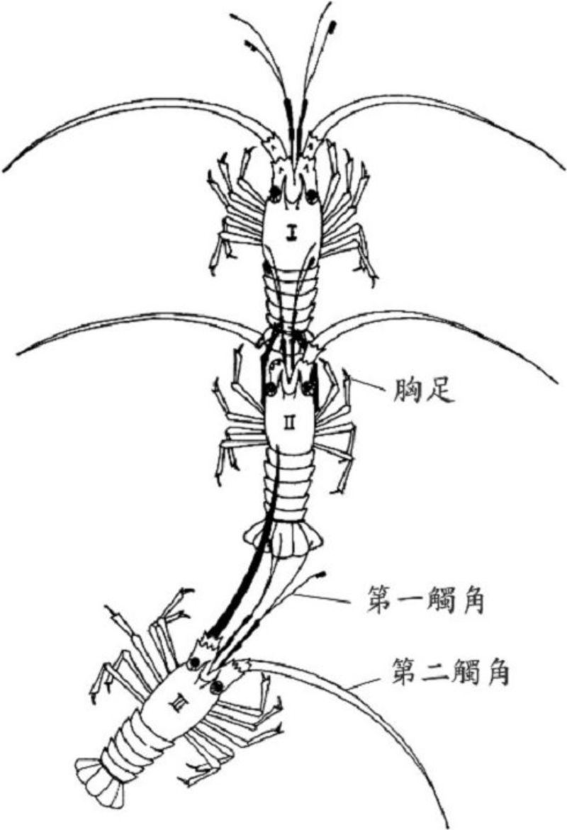 刺龍蝦的排隊行為。龍蝦 III 的伸長的第二觸角觸及龍蝦 II 加入隊列，隨後轉動身體直到兩個第一觸角觸及 II 的體側。龍蝦 II 透過對龍蝦 I 頻繁間歇性地輕彈觸角，或用延伸的前胸足抓住或接觸龍蝦 I 來維持隊列對齊。 （資料來源│Herrnkind, 1969.）