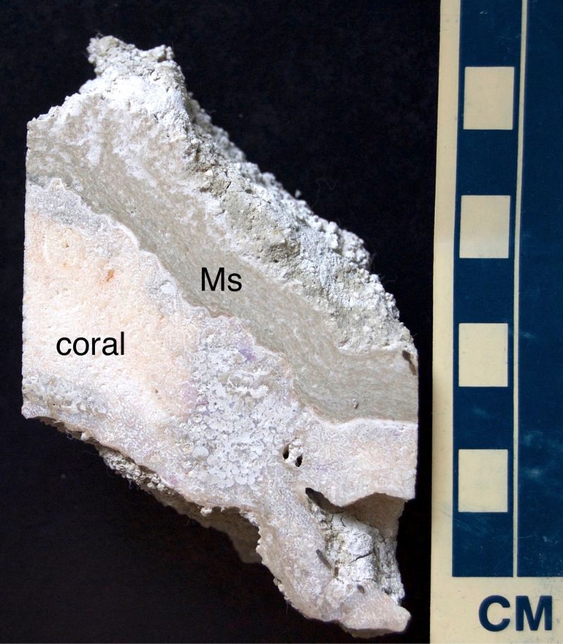 菲律賓Paraoir全新世珊瑚礁之中的微生物岩(Ms)覆蓋在珊瑚之上