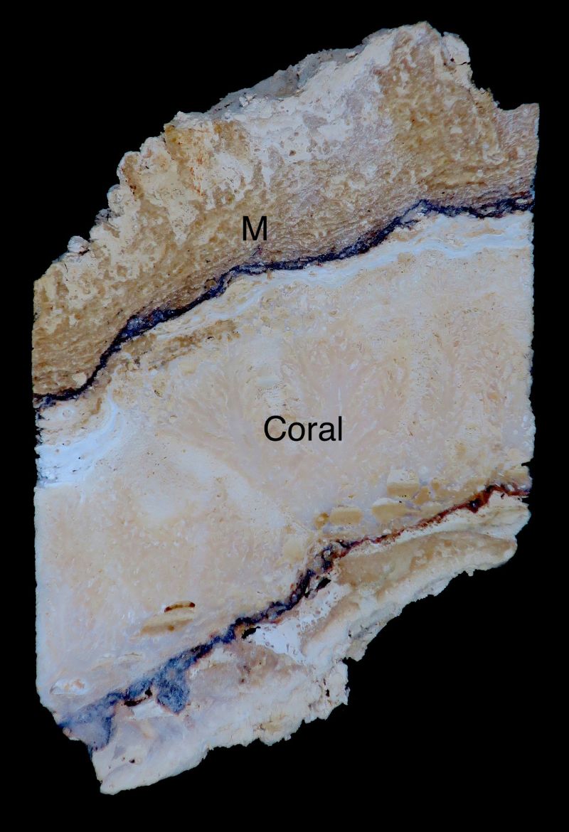 菲律賓Maydolong全新世珊瑚礁之中的微生物岩(M)覆蓋在珊瑚之上