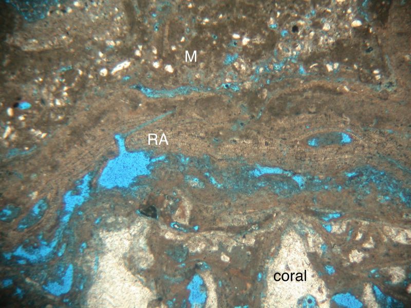 微生物岩(M)覆蓋於石灰紅藻(RA)之上，石灰藻覆蓋於珊瑚之上。