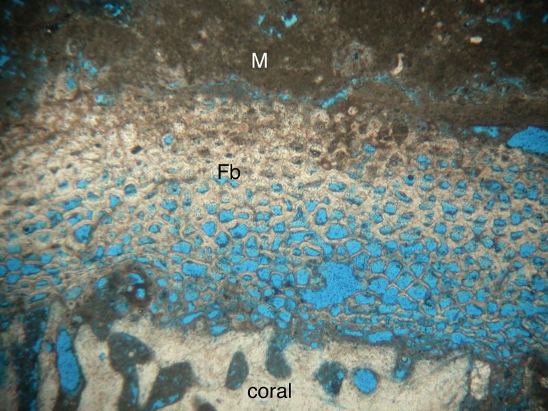 微生物岩(M)覆蓋於底棲有孔蟲(Fb)之上，底棲有孔蟲又覆蓋於珊瑚之上。