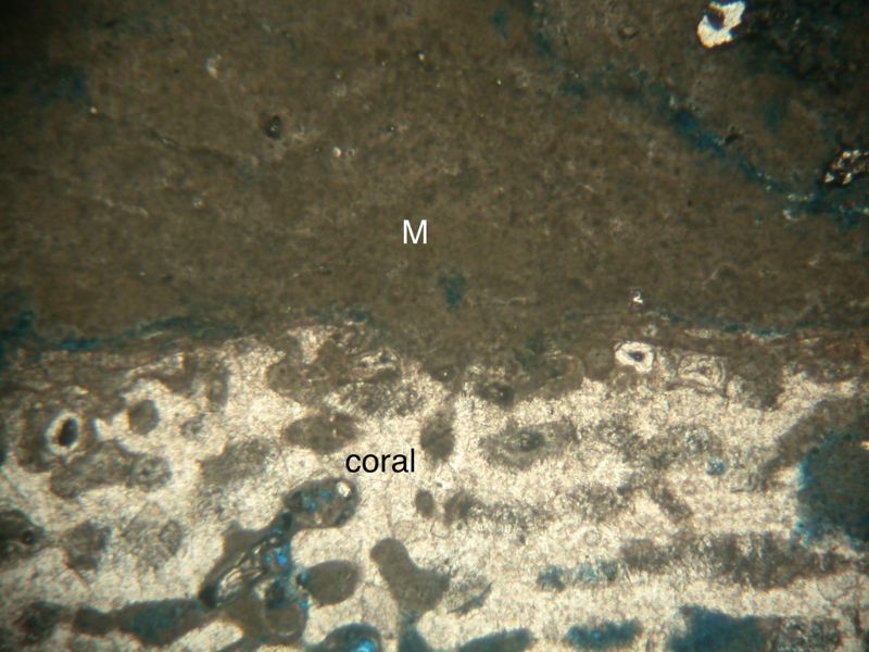 微生物岩(M)直接覆蓋在珊瑚之上