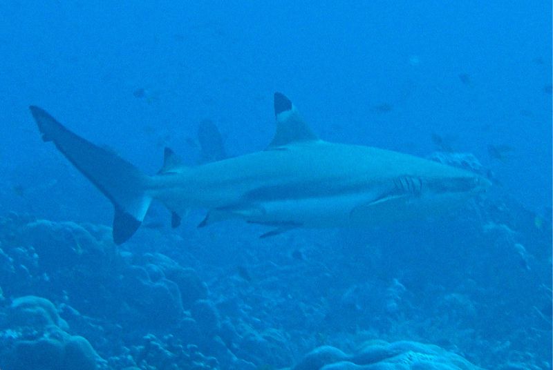 洄游性的鯊魚多半具有反蔭蔽體色，背深腹淺的體色界線十分明顯。（圖/黃興倬）