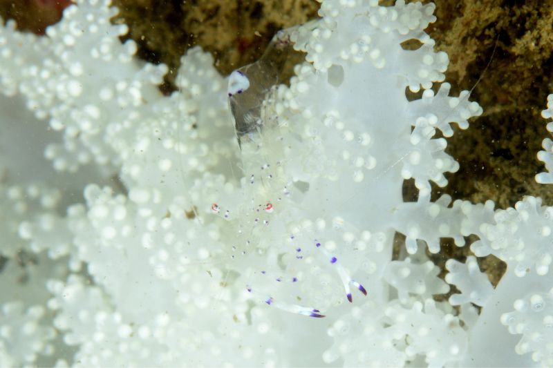 除了眼睛以外，身體幾乎完全透明的海葵共生蝦。（圖/黃興倬）