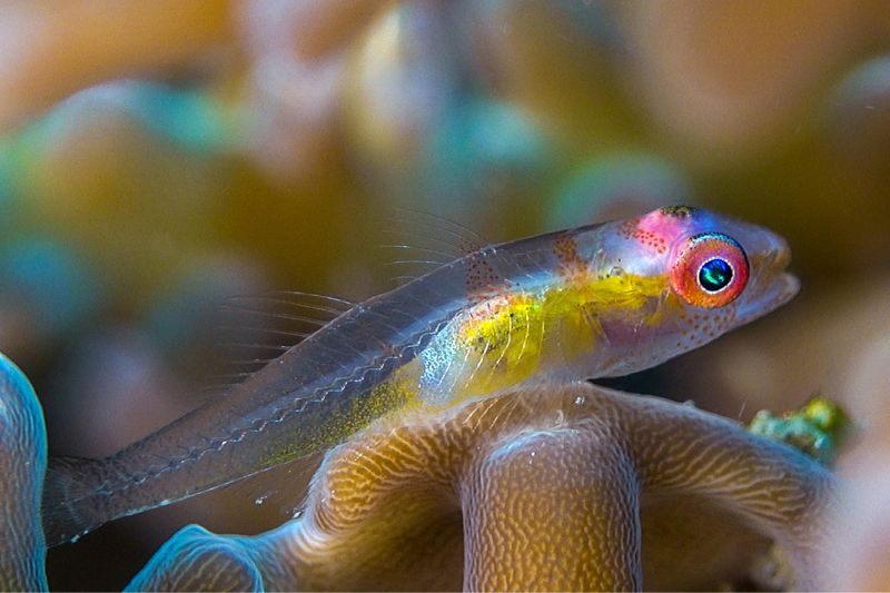 棲息在分枝石珊瑚上的漂遊珊瑚鰕虎（紅眼鰕虎），體壁肌肉透明，但是眼睛與內臟仍清楚可辨。（圖/黃興倬）