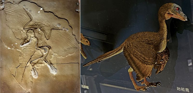 德國索爾恩霍芬石灰岩(Solnhofen Limestone)出土的始祖鳥化石，距今約1.5億年前。柏林自然史博物館在1880年左右的拍賣中，得到西門子公司創始人2萬馬克的資助而購得此件化石，是始祖鳥標本中最完整的一件，也被稱為柏林標本。當時競標的買家還包含柯普。圖為科博館展示的柏林標本複製品(左)與想像復原模型。