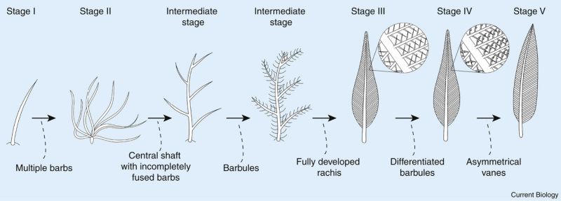 美國鳥類學家、時在堪薩斯大學任教的Richard Prum在1999年提出羽毛演化理論，解釋從鱗片至飛羽的演化過程。第I階段為絲毛，只有單一羽枝(barb)；第II階段為多羽枝在底部聚合形成的簇毛或絨毛；之後羽枝旋轉癒合為一個中軸和一些分岔，在羽枝上出現小羽枝(barbules)，發展為具有羽軸(rachis)的第III階段；接著小羽枝兩側分化，與前後的小羽枝彼此交扣，形成縝密的羽片(vane)是第IV階段，開始算是正羽；第V階段是羽片變成兩側不對稱，具有氣動性，是為飛羽。這些發展階段在恐龍到鳥的演化上幾乎都有出現，還有一些變型。(Ksepka DT, 2019/ Current Biology CC)