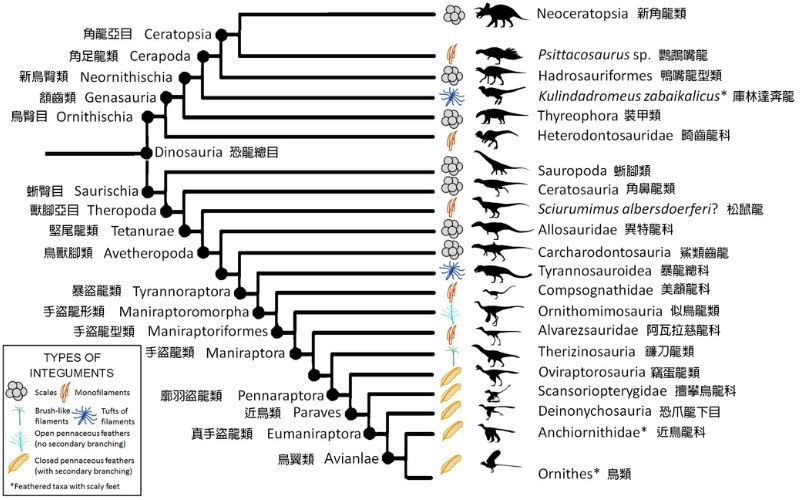 鱗片與不同階段羽毛在恐龍的分布。譜系乃根據Benton等2019年之報告簡化為主要支系。類群內可能有不同階段羽毛並存，在此僅顯示最高階者。鳥臀目中，庫林達馳龍、鸚鵡嘴龍與畸齒龍科有I-II級羽，餘皆為鱗片；獸腳亞目中，堅尾龍類斑龍總科(Megalosauroidea)下的似松鼠龍(德國晚侏羅世)有I級羽；暴盜龍類以下分支皆有不同階段羽毛，如熱河生物群暴龍總科的羽王龍(Yutyrannus)有I級羽，帝龍(Dilong)有II級羽，而白堊紀的暴龍(Tyrannosaurus)尚無羽毛跡證；似鳥龍類與鐮刀龍類有II-III級過渡羽；廓羽盜龍類以下有IV或V級羽。(Wikimedia CC，圖經修改，縮短間距並加註中文)