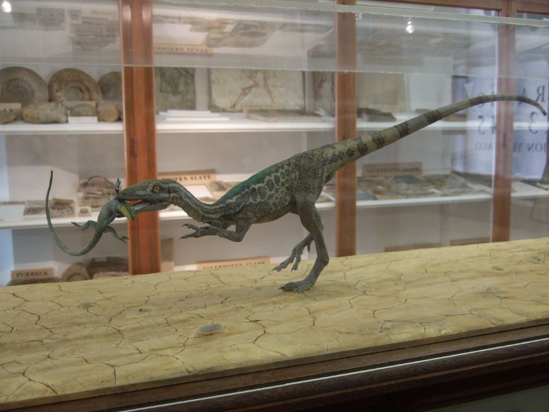 長足美頷龍捕食蜥蜴的復原模型，英國劍橋大學賽奇威克地質學博物館(Sedgwick Museum of Earth Sciences)展品。(Hammond R, 2013/ Flickr CC)