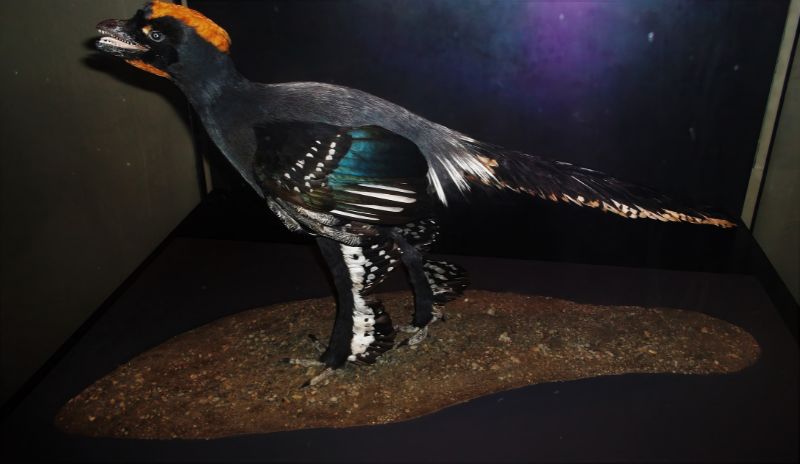 近鳥龍是很小型的恐龍，最大者頭尾體長約60 cm，外觀已「鳥模鳥樣」。圖為柏林自然史博物館展示的赫氏近鳥龍(A. huxleyi)想像復原模型。(Fiver, der Hellseher, 2016/ Wikimedia CC)