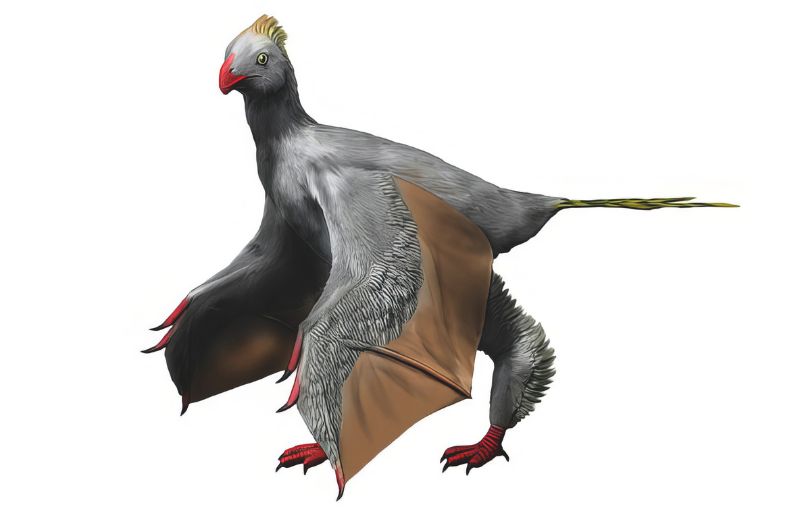 擅攀鳥龍科是鳥類演化史上的怪咖，具有許多奇特的構造，如針狀骨和翼膜。圖為奇翼龍的復原想像圖，身體只有鴿子大小。(Tamura N, 2015/ Wikimedia CC)