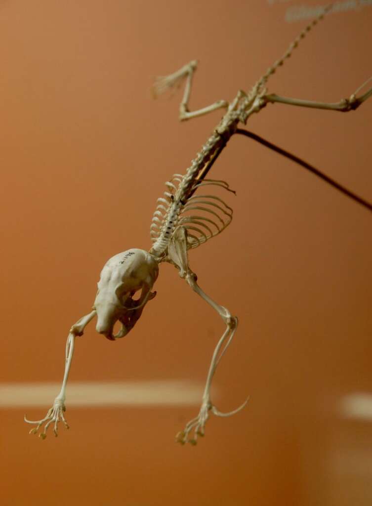 鼯鼠(飛鼠)的腕骨上帶有針狀軟骨(styliform cartilage)以擴大皮膜面積。圖為美國國家自然史博物館的展品。(Curious Expedition, 2009/ Flickr CC)
