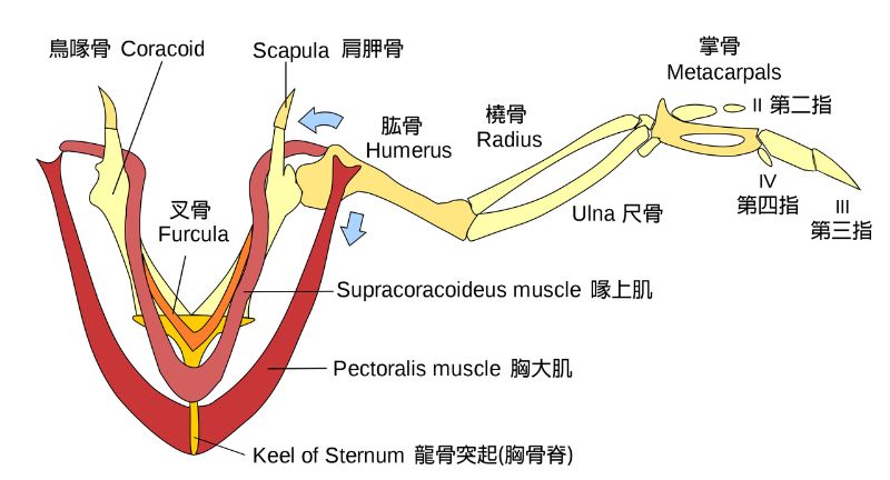 現生飛鳥的飛行骨架和肌肉基本模型，正面觀。飛行骨架在背面與側面為肩帶(pectoral girdle)，與腹面的脊狀胸骨相接。鳥喙骨與肩胛骨間為不可動關節，形成肩胛鳥喙骨(scapulocoracoid)。飛行肌肉著生在龍骨突起上，上面的喙上肌控制上揚，下面的胸大肌負責下壓。翅由肱骨(上臂)、尺骨和脛骨(下臂)、掌骨與指骨(手)構成。遺傳發育證據顯示三根指頭實為第二~四指。(Shyamal L, 2012/ Wikimedia CC，經過編修，加註中文)