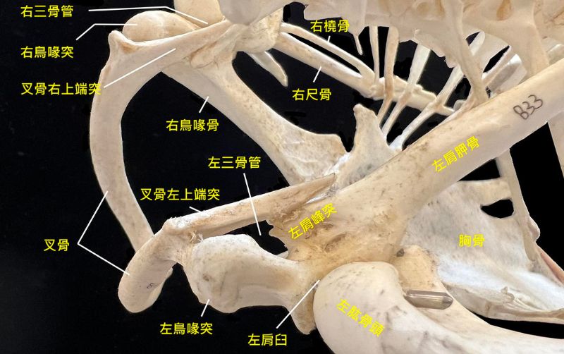 番鴨的飛行骨架背斜視圖。肩胛骨與鳥喙骨接合處的外側凹陷為肩臼(=肩窩，glenoid fossa)，與肱骨頭組成肩關節；肩胛骨的肩峰突(acromion process)、鳥喙骨的鳥喙突(acrocoracoid process)與叉骨上端突(epicleideal process)接合處圍成三骨管(triosseal canal)。雖然它和周圍三骨的細節不甚起眼，對飛行卻事關重大。圖為科博館自然學友之家展示的骨架標本。