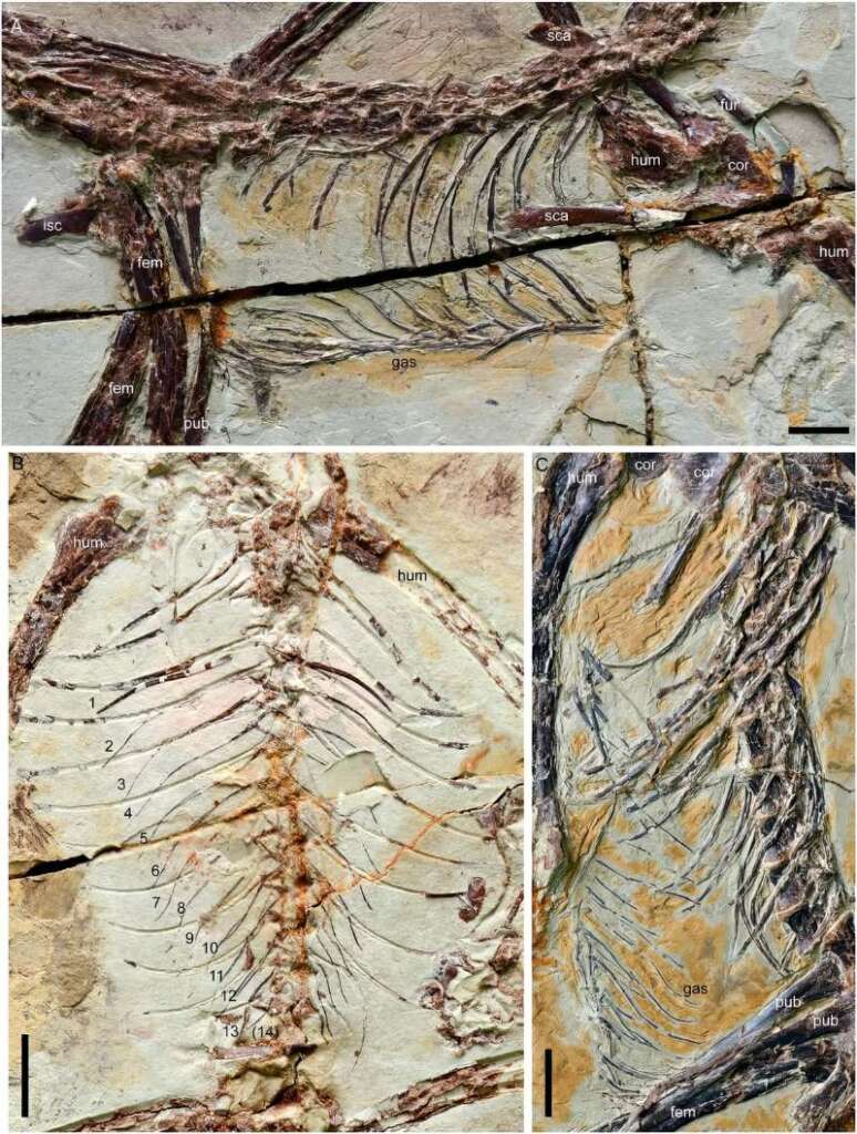 三件赫氏近鳥龍化石的胸腔特寫，全無骨質或軟骨質的胸骨痕跡，取而代之的是13-14對腹肋骨(gas)，上圖也可看出近鳥龍的腹面輪廓瘦長，反映其胸大肌並不發達。比例尺為1 cm。(Zheng X et al, 2014/ PNAS CC)