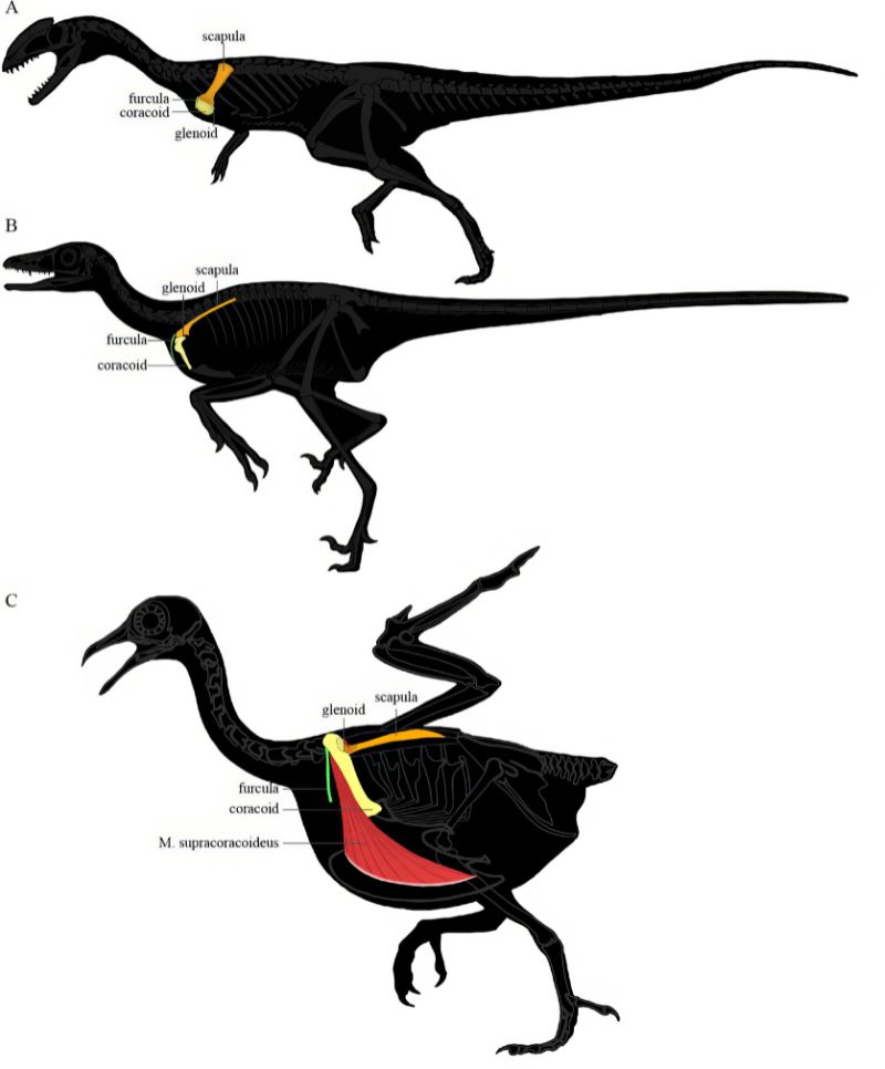 獸腳類/鳥的肩帶位置與結構轉變示意圖。A為晚三疊世的腔骨龍，B為早白堊世的小盜龍類，C為鴿子。橘色為肩胛骨，黃色為鳥喙骨，綠色為叉骨，紅色為喙上肌。腔骨龍的肩帶粗扁，略成手斧狀，鳥喙骨小，肩臼靠近腹側；小盜龍的肩帶呈迴力鏢形，位移至身體側面，肩臼朝側方，鳥喙骨變大並轉向，但未超過肩胛骨水平；鴿子的肩帶位移到更上方，鳥喙骨與肩胛骨銳角相接，肩臼接近背部，朝側上方，鳥喙突高於肩臼，胸骨有發達的龍骨讓厚實的肌肉著生。(Wang S et al, 2022/ eLife CC，圖片經剪裁)