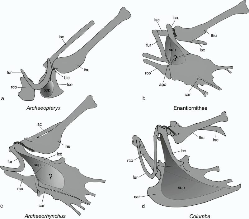飛行骨架與肌肉系統性改變示意，腹面前側方觀。A為始祖鳥，B為晚白堊世的反鳥，C 為早白堊世的古喙鳥，D為鴿子。縮寫：bic鳥喙突；car龍骨突起；fur叉骨；lco/rco左右鳥喙骨；lhu左肱骨；lsc左肩胛骨；sup喙上肌；黑色曲線為喙上肌肌腱。注意肩胛鳥喙骨的夾角改變、肌腱路徑及連接肱骨頭的位置、喙上肌著生部位的位移和大小變化、胸骨有無及龍骨突起位置和大小。(Mayr G, 2017/ Journal of Ornithology CC)