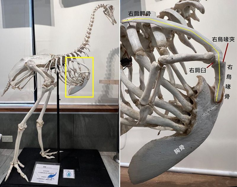 鴯鶓(=澳洲鴕鳥，emu)的全身骨架(左)與飛行骨架特寫(右)。古顎鳥的肩帶位置較低，翅膀也因此較低；叉骨退化，肩胛骨與鳥喙骨以鈍角相接(右圖黃線軸)，肩臼朝側方，鳥喙突低於肩臼，無三骨管；胸骨無龍骨突起(故亦稱”平胸鳥”)，飛行肌肉相對比例少；翅沿頭尾軸線而非上下活動，且兩翅無法系統性振復。圖為科博館自然學友之家展示的骨架標本。
