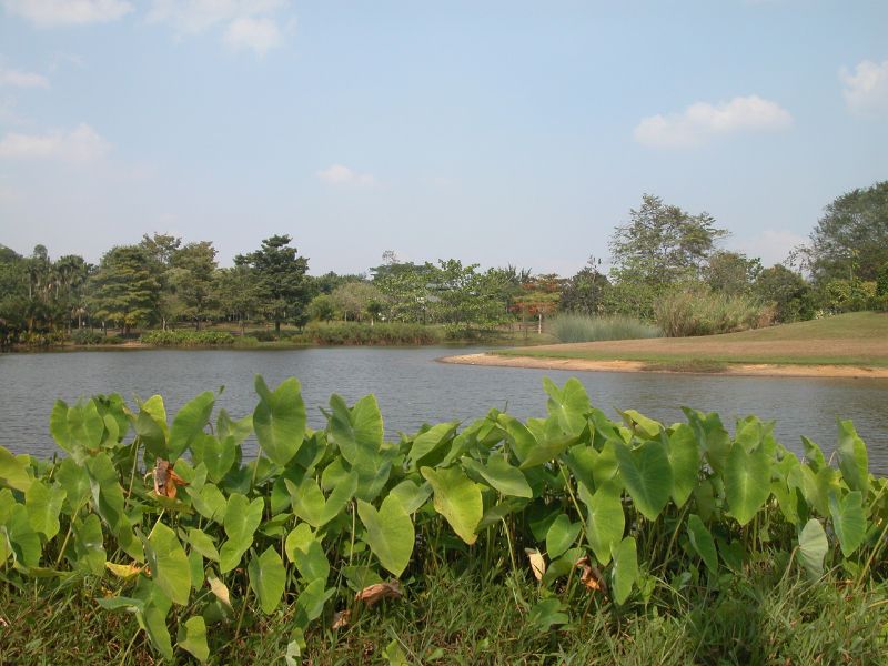 Bukit Timah 入口附近闢建的生態公園及生態池。（圖/胡維新）