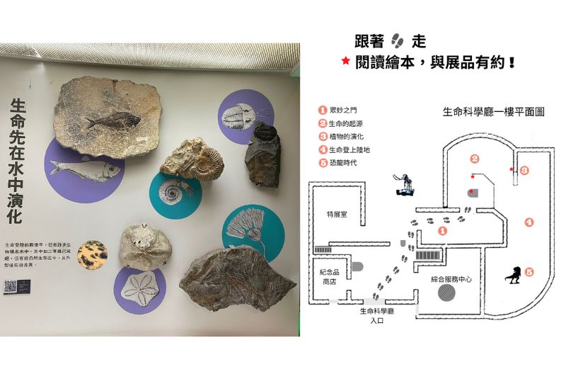 將科博館展場精選的化石標本融入繪本當中。(圖/辜蕙玲)