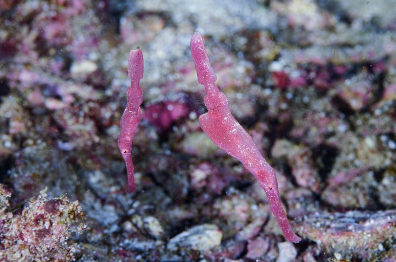 在水中頭下腳上懸停的藍鰭剃刀魚，模仿隨海流搖曳的管狀海綿。(圖/黃興倬)