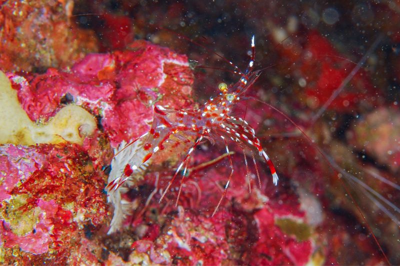 清潔蝦Urodaridella antonbruunii 全身幾乎透明，身上的細紋與斑點在海底反而加強其隱蔽性。(圖/黃興倬)