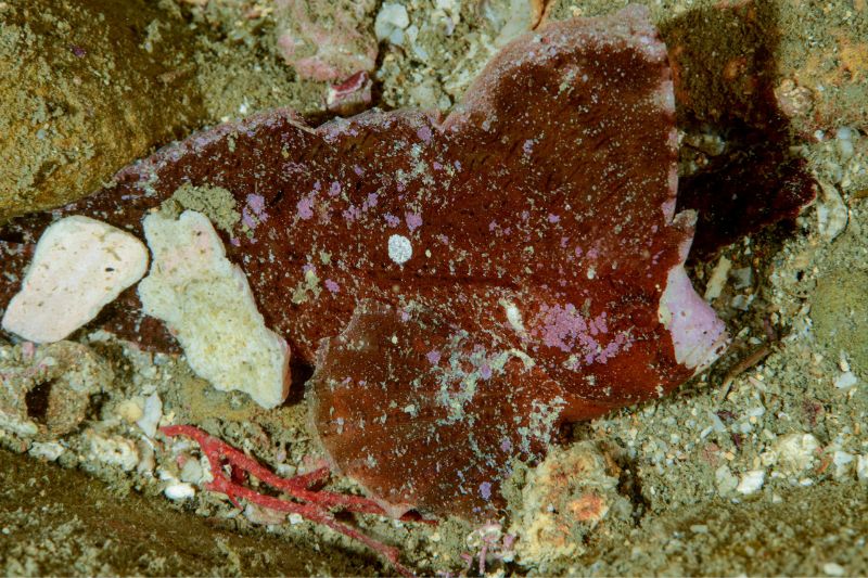 這隻背帶帆鰭鮋呈現如同珊瑚藻和砂礫的體色，若不仔細觀察極難發現。(圖/黃興倬)