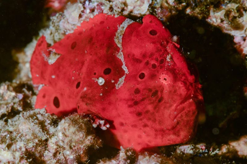 這隻暗紅體色的躄魚，身上布滿模仿海綿出入水孔的斑點，靜靜在海底等待獵物上門。(圖/黃興倬)