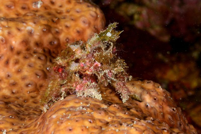 你看得出來這是一隻身上黏滿藻類的蜘蛛蟹嗎？(圖/黃興倬)