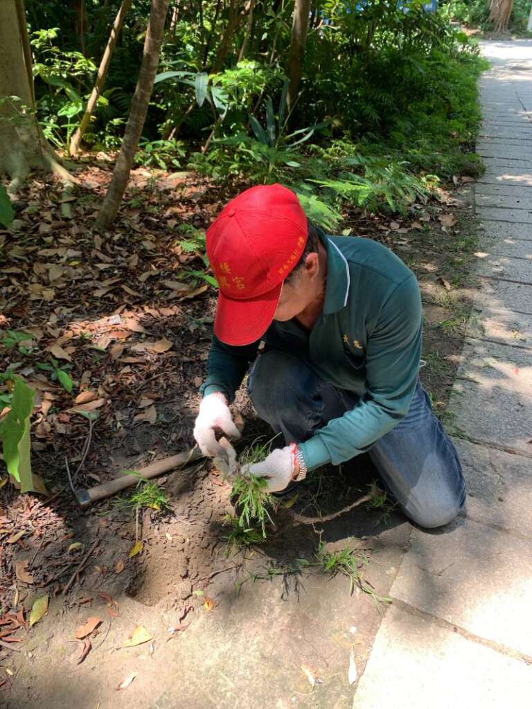 在適合小黑蚊幼蟲生長之棲地種植地被植物(圖/探索家中蟲住民團隊)