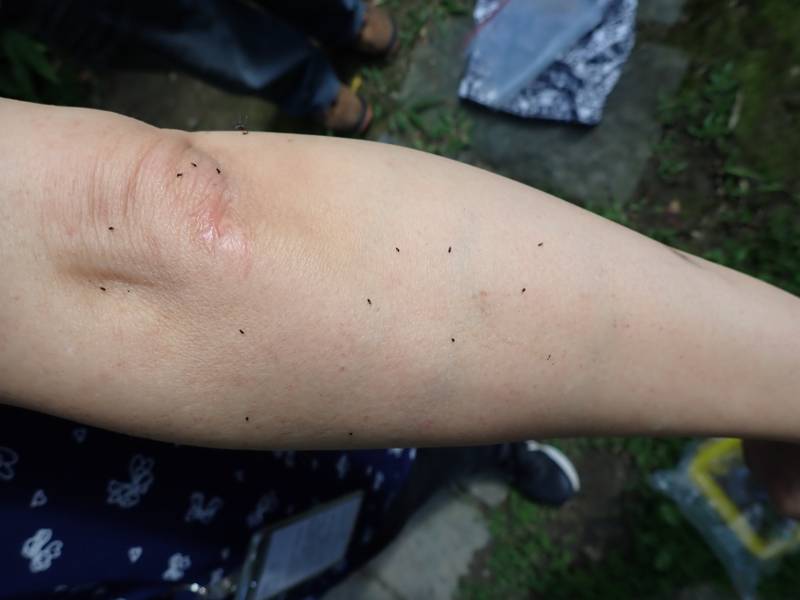 小黑蚊的叮咬常會造成癢腫或過敏(圖/探索家中蟲住民團隊)