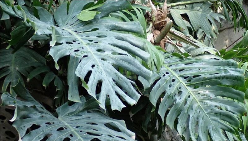 龜背芋具有孔洞的大型葉讓它在熱帶雨林取得更多的生存優勢。(圖／廖仁滄)  