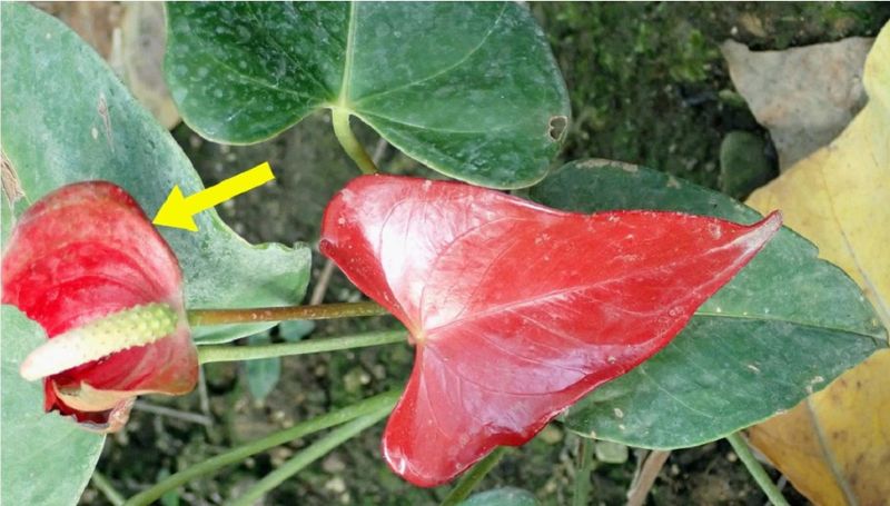 科博館熱帶雨林溫室中的栽種的花燭屬植物的鮮紅色葉片。黃色箭頭所指處為佛焰苞。(圖／廖仁滄)