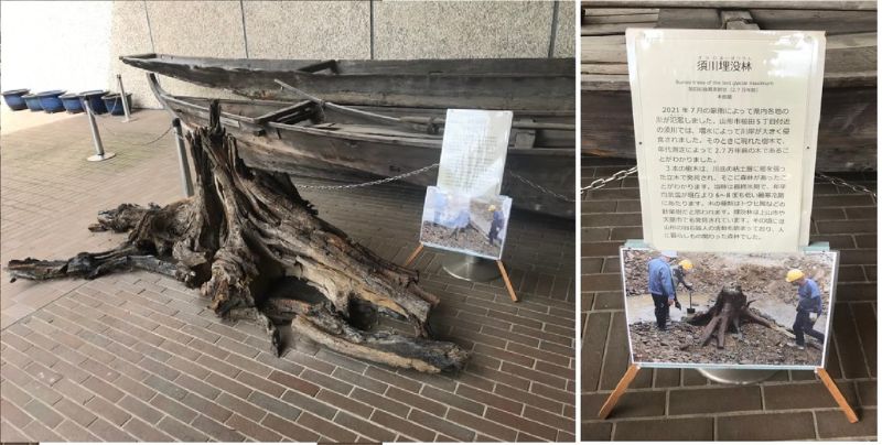 山形縣立博物館門口擺放的須川埋沒林。（圖/鍾令和）