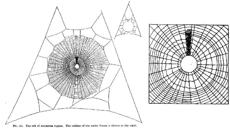 多刺金蛛蛛網及網心上方的隱帶結構。圖／Henry C. McCook (1889). American spiders and their spinning work. Academy of natural sciences of Philadelphia.
