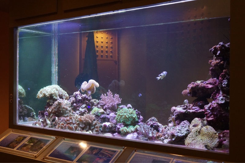 地球環境廳的珊瑚礁生物展示缸