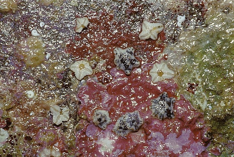 礁石上的小海星，全是分裂的個體。