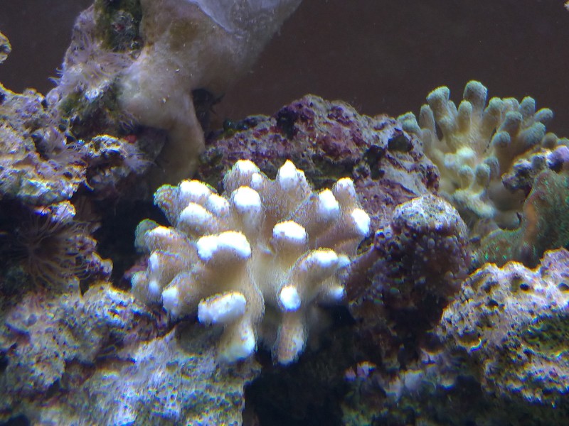 誰啃了我的萼柱珊瑚?