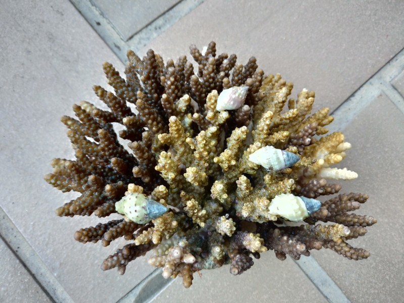 軸孔珊瑚上的四個白結螺