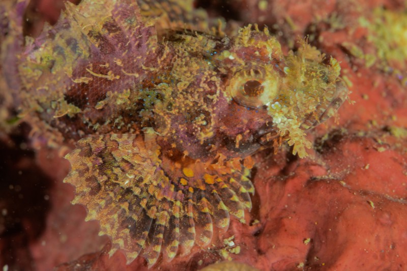 體色斑雜的鬼石狗公Scorpaenopsis cirrosa。