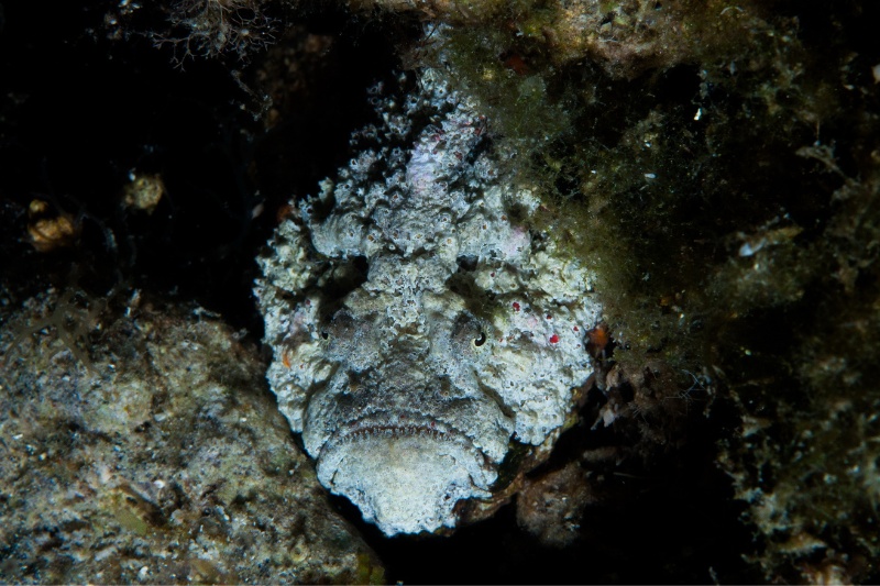 俗稱石頭魚的腫瘤毒鮋Synanceia verrucosa。