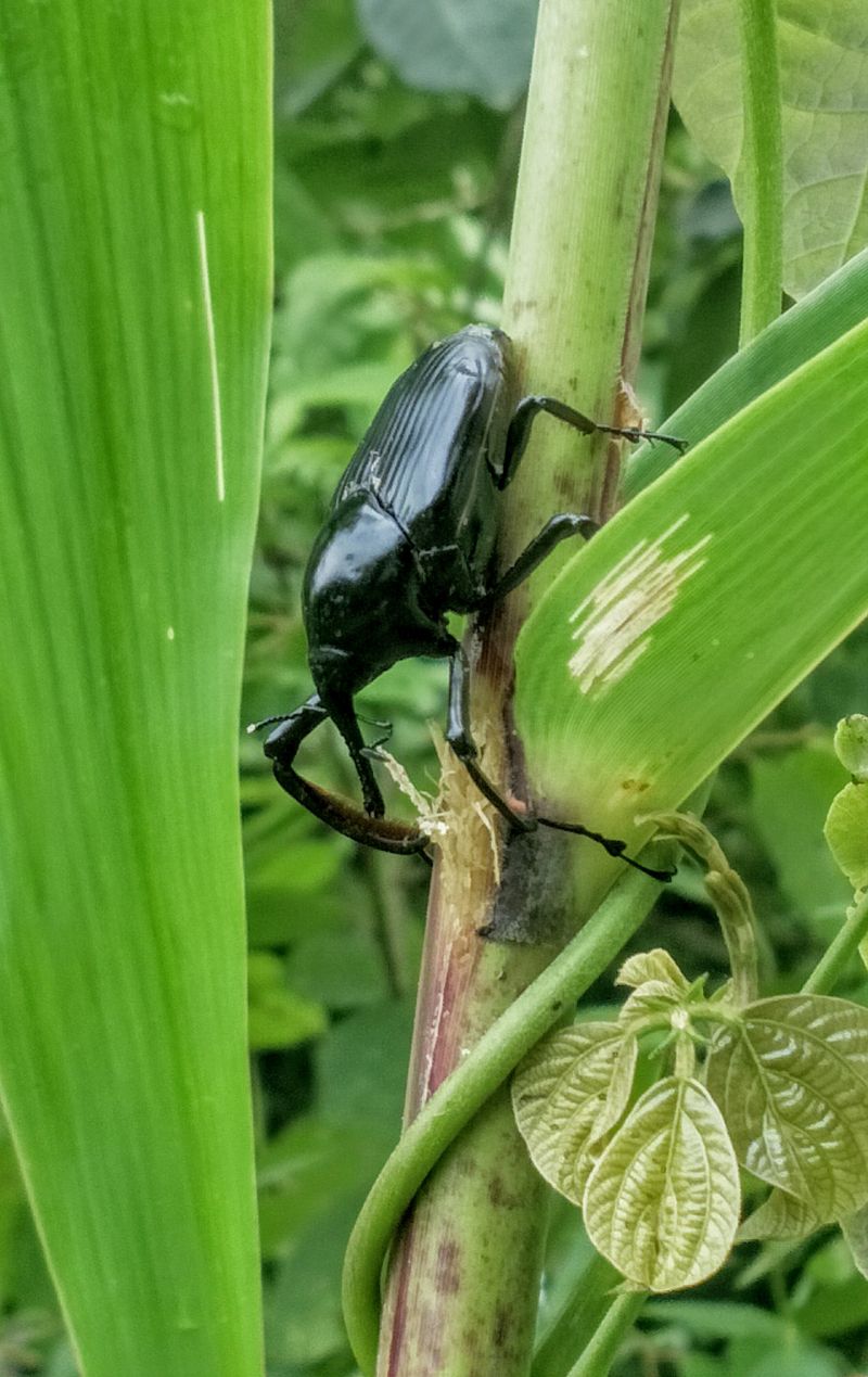 雄筍龜(Cyrtotrachelus sp.)的誇張前足(攝於緬甸)。