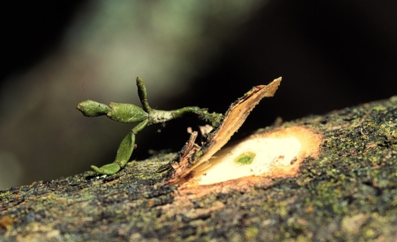 檜葉寄生植物體與其侵入寄主木質部的綠色吸器組織。