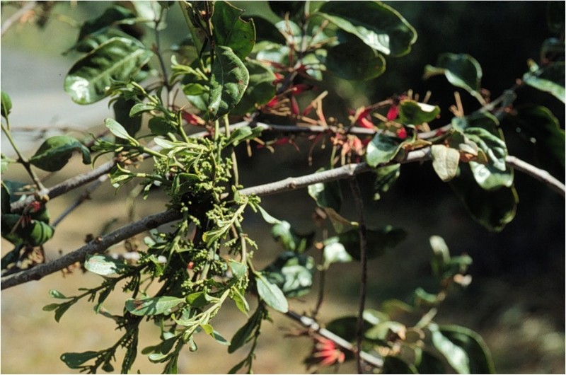 高氏桑寄生－寄生在鈍果桑寄生屬的植物上。