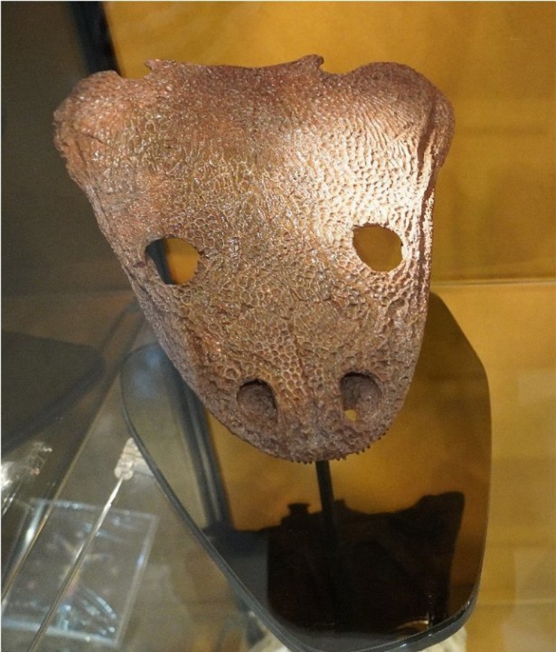杜土意托龍的頭骨化石